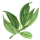 shape